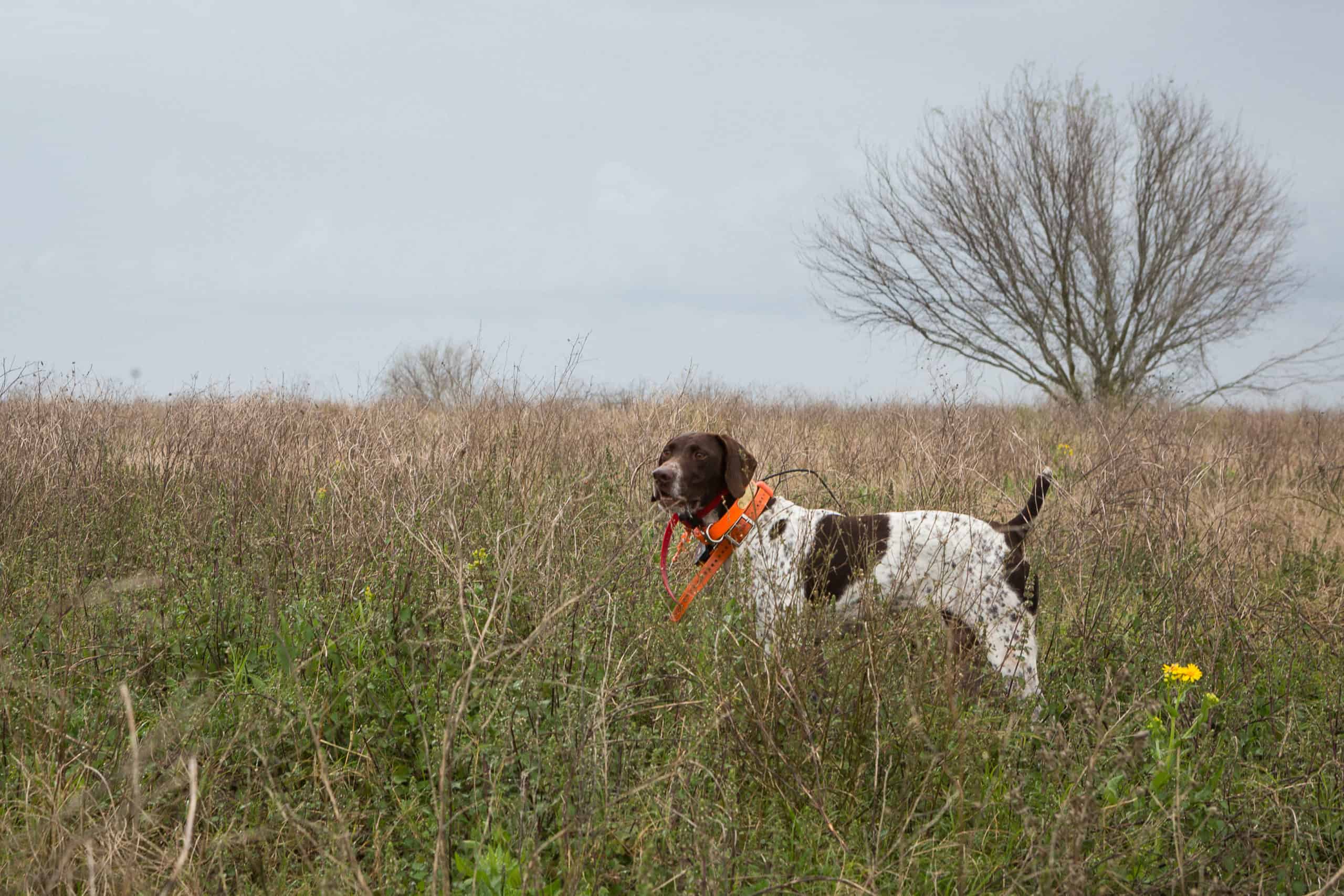 Pointer in the field