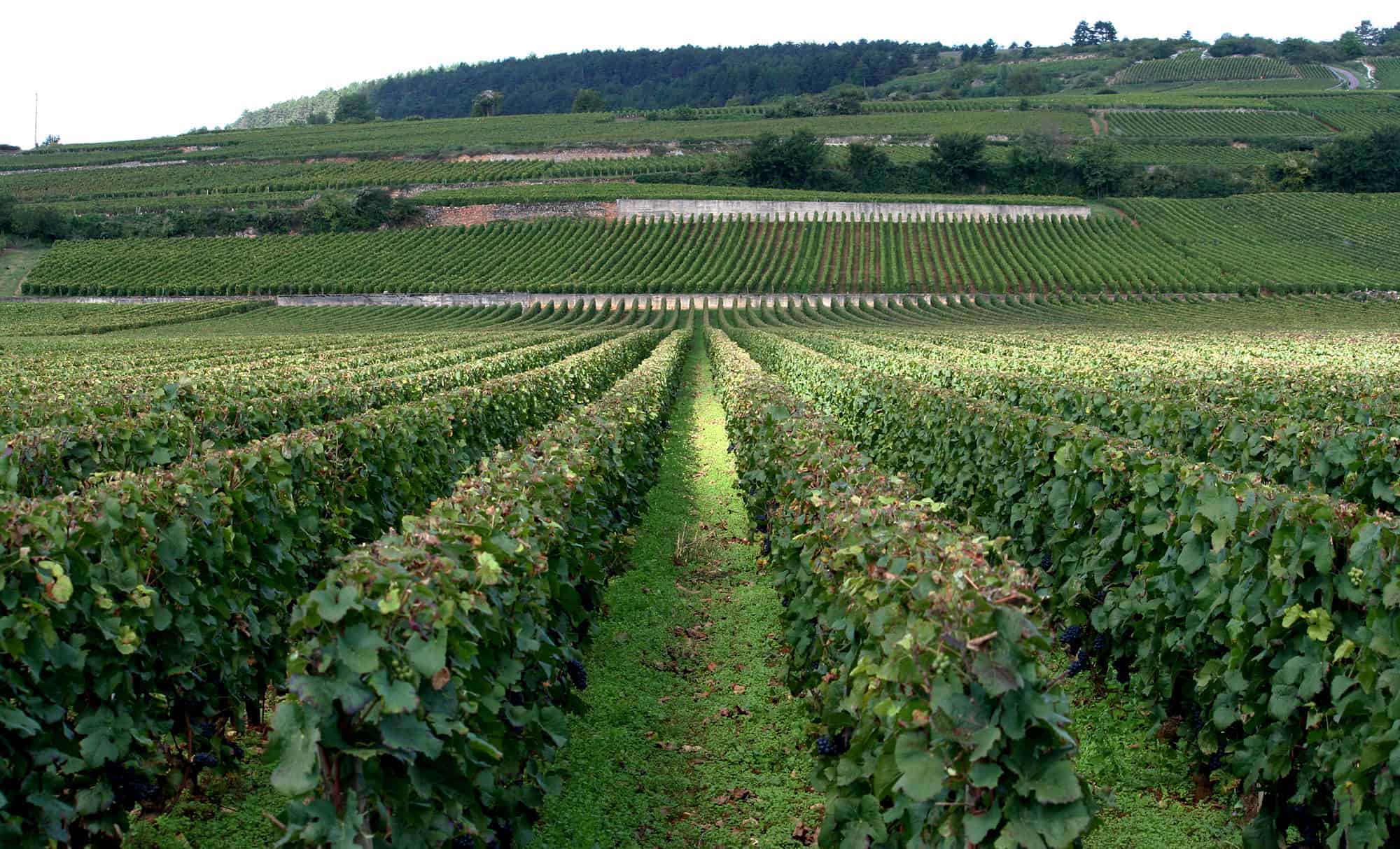 Vineyard in Côte de Beaune