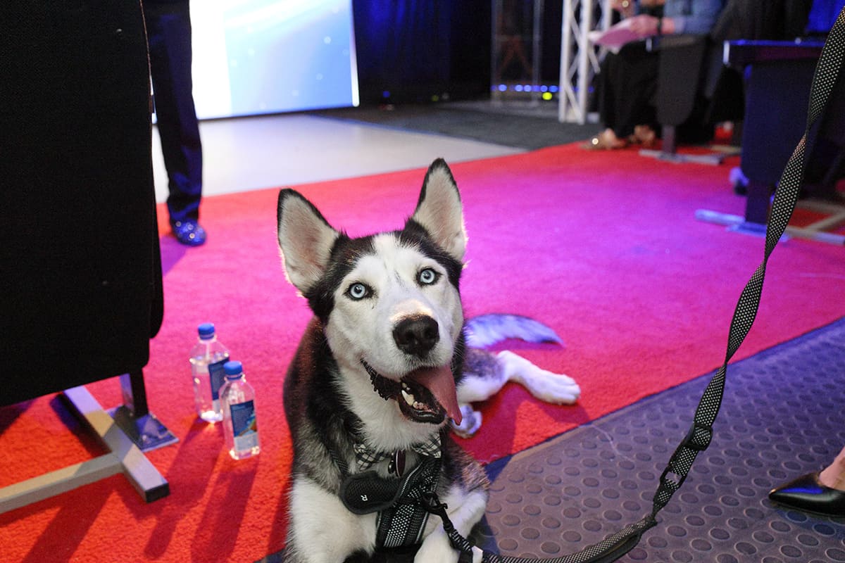 Houston PetSet rescue dog Max